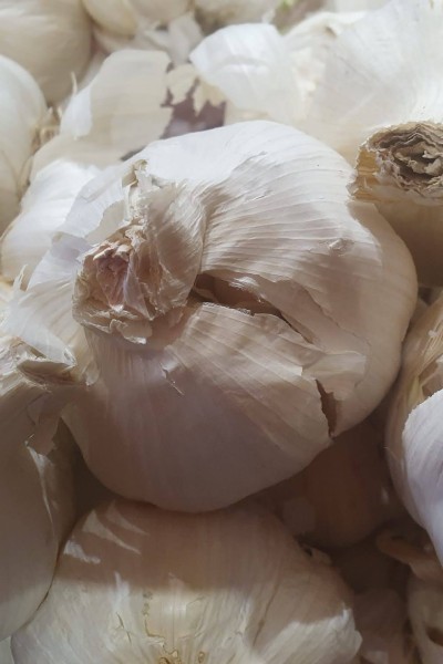 Jumbo Spanish Garlic